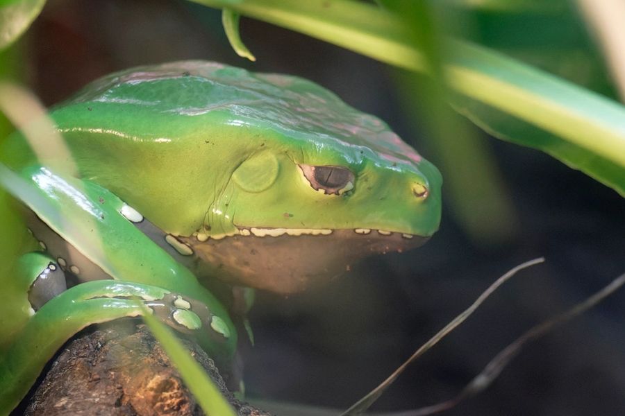 Phyllomedusa bicolor — the Kambo frog