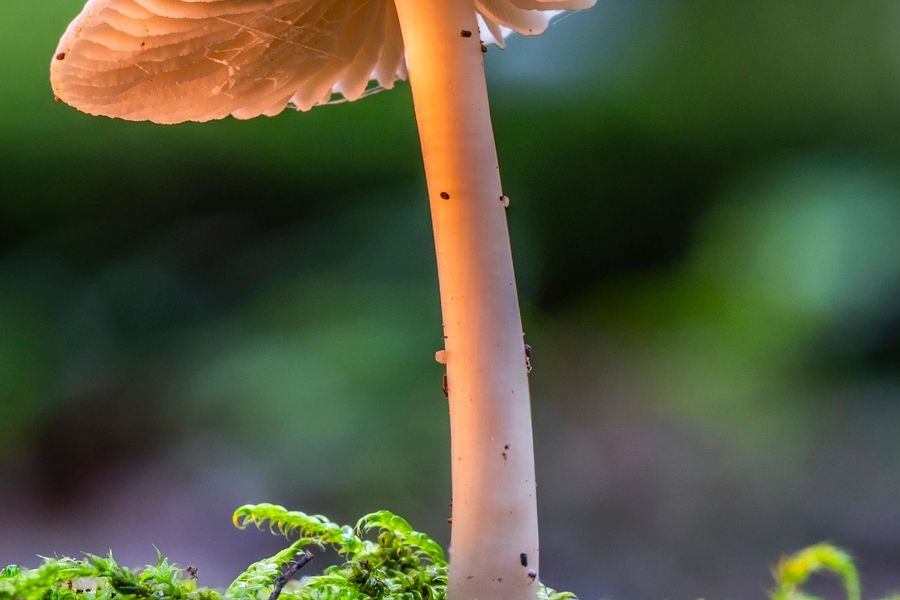 Psilocybin mushroom in forest setting