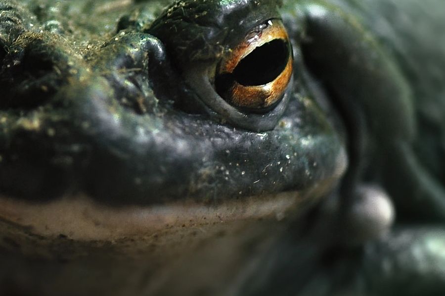 Sonoran desert toad — source of 5-MeO-DMT